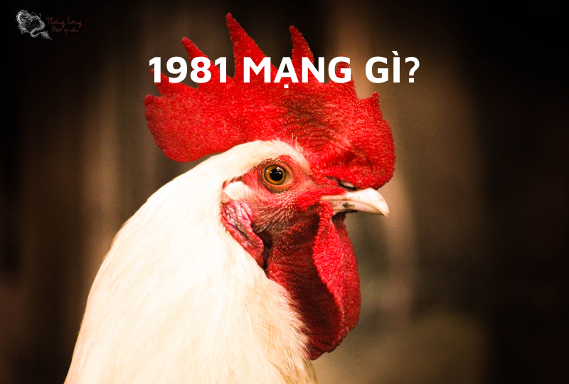 Người sinh năm 1981 thuộc tuổi Tân Dậu