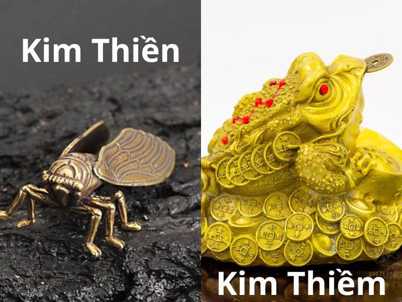Kim Thiền là con gì