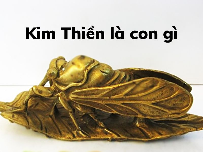 Kim Thiền là con gì