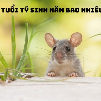 Giải mã chi tiết lục cảnh cao ly đầu hình tuổi vợ chồng trọn đời