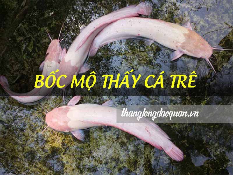 Cải táng, bốc mộ thấy cá trê thì phải làm sao? Liệu có mang tới xui xẻo?