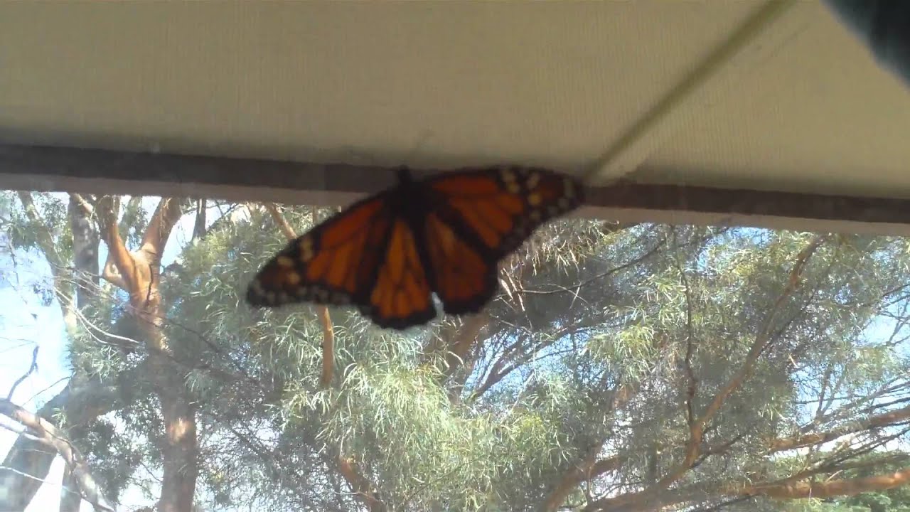 Bươm bướm bay vào nhà là điềm gì dưới góc nhìn khác nhau