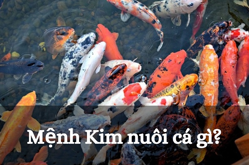 Mệnh Kim nuôi cá gì để giúp hút vượng khí tài lộc?
