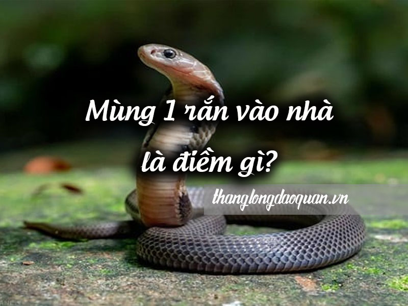 Có nên đuổi hoặc giết rắn vào nhà vào mùng 3 Tết không?