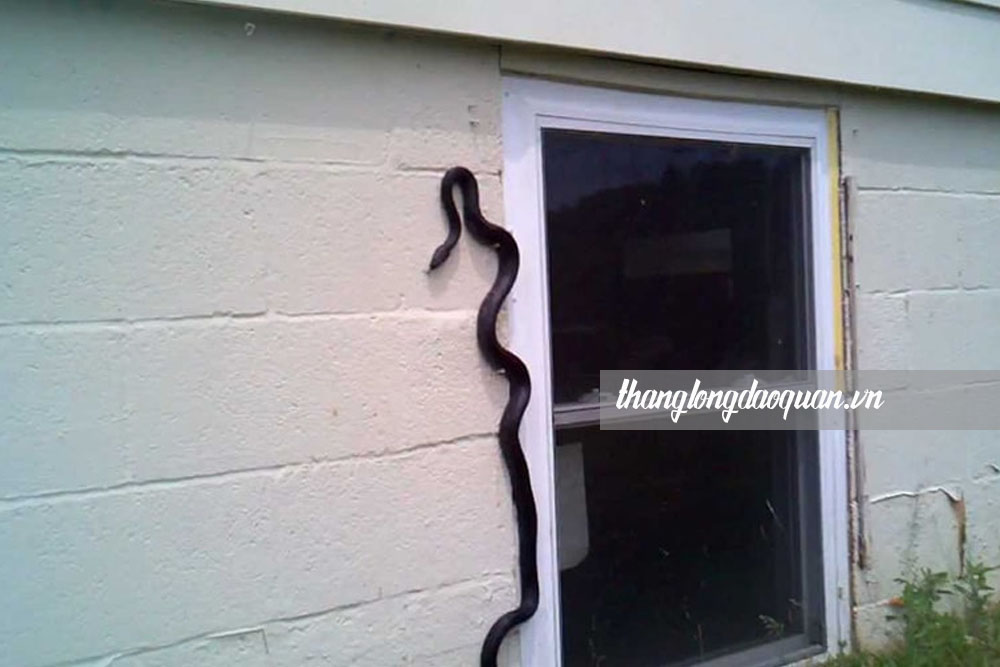 Mùng 1 rắn vào nhà có sao không, nên xử lý thế nào? 3