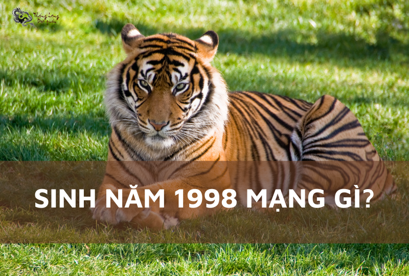 Người sinh năm 1998 thuộc tuổi Mậu Dần, cầm tinh con Hổ
