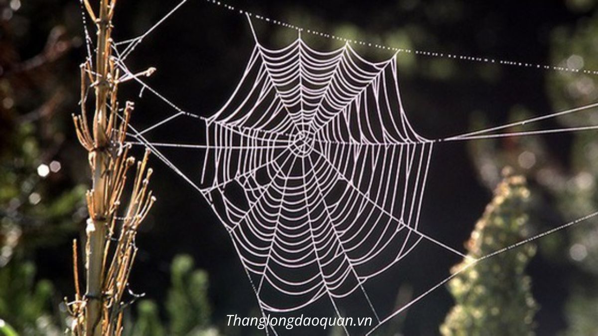 Hình dáng của mạng nhện giống chữ "hỉ=chúc mừng" 